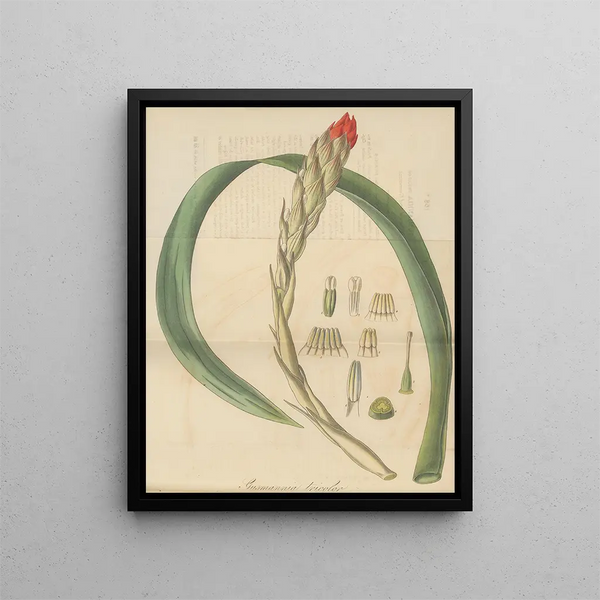 William Jackson Hooker - Gusmannia tricolor.webp