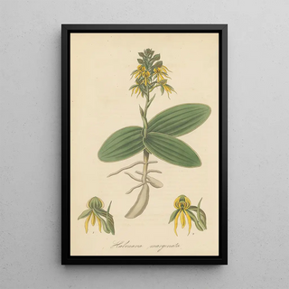 William Jackson Hooker - Habenaria marginata.webp