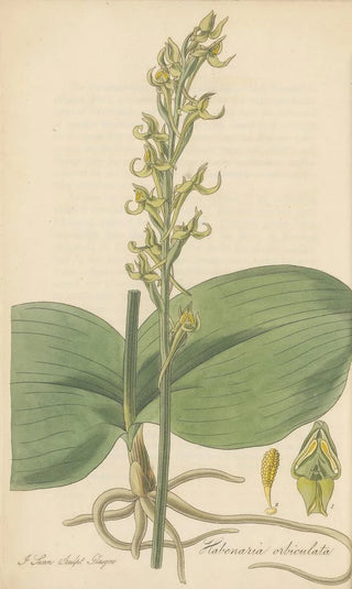 William Jackson Hooker - Habenaria orbiculata.webp