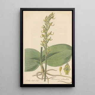 William Jackson Hooker - Habenaria orbiculata.webp