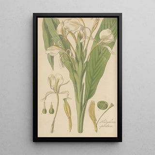 William Jackson Hooker - Hedychium spicatum.webp