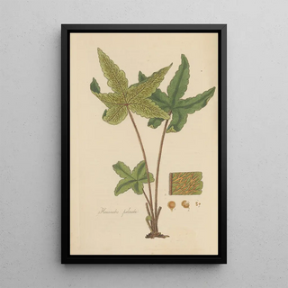 William Jackson Hooker - Hemionitis palmata.webp