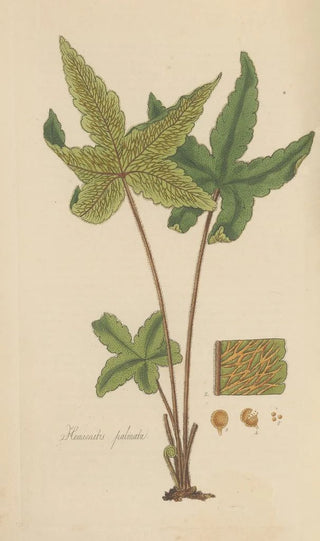William Jackson Hooker - Hemionitis palmata.webp