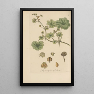 William Jackson Hooker - Hydrocotyle nepalensis.webp