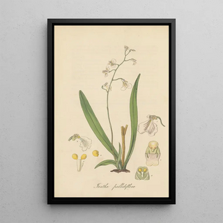 William Jackson Hooker - Iantha pallidiflora.webp