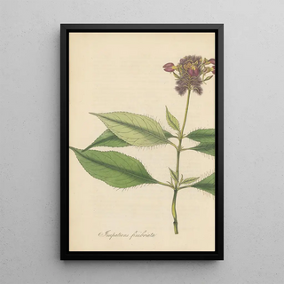 William Jackson Hooker - Impatiens Fimbriata.webp