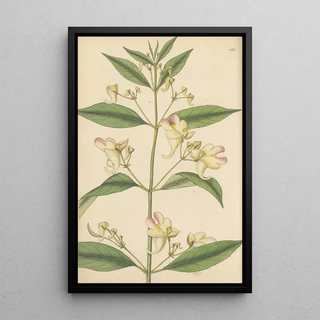 William Jackson Hooker - Impatiens trilobata.webp