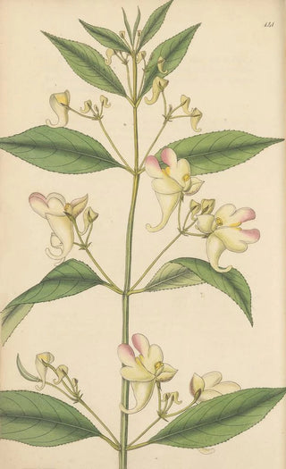 William Jackson Hooker - Impatiens trilobata.webp