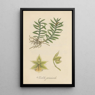 William Jackson Hooker - Isochilus graminoides.webp