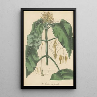 William Jackson Hooker - Justicia calytricha.webp