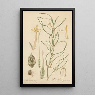 William Jackson Hooker - Leptanthus gramineus.webp