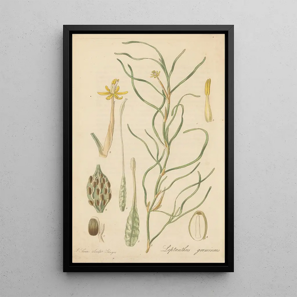 William Jackson Hooker - Leptanthus gramineus.webp