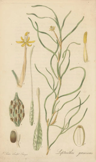 William Jackson Hooker - Leptanthus gramineus.webp