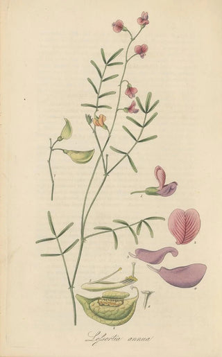 William Jackson Hooker - Lessertia annua.webp