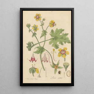 William Jackson Hooker - Loasa nitida.webp