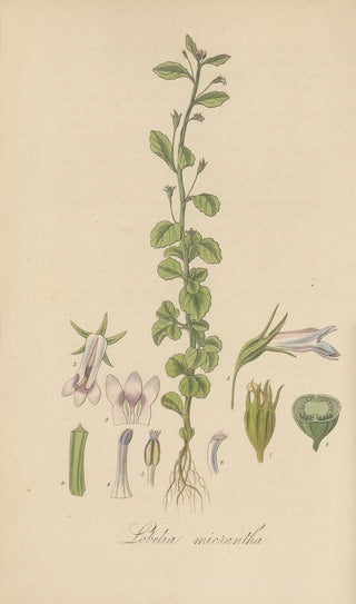 William Jackson Hooker - Lobelia micrantha.webp