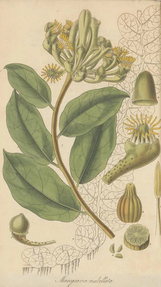 William Jackson Hooker - Marcgravia Umbellata.webp