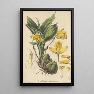 William Jackson Hooker - Maxillaria aromatica.webp