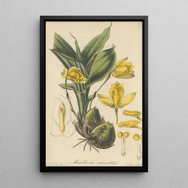 William Jackson Hooker - Maxillaria aromatica.webp