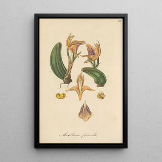 William Jackson Hooker - Maxillaria parvula.webp
