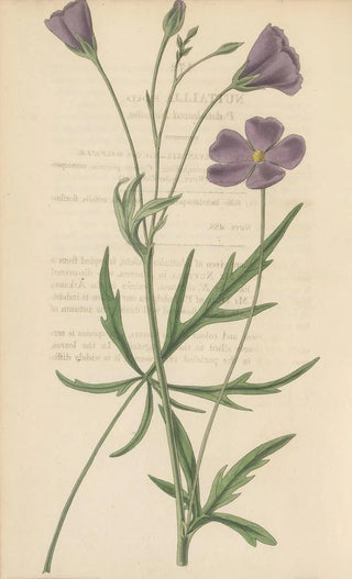 William Jackson Hooker - Nuttallia vepata.webp