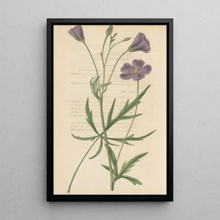 William Jackson Hooker - Nuttallia vepata.webp