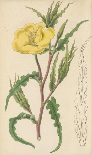 William Jackson Hooker - Oenothera odorata.webp