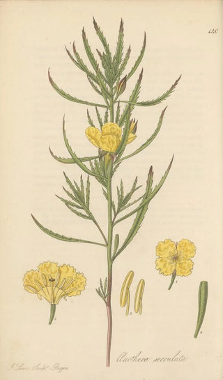 William Jackson Hooker - Oenothera serrulata.webp