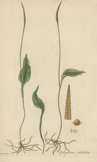 William Jackson Hooker - Ophioglossum petiolatum.webp