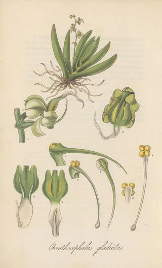 William Jackson Hooker - Ornithocephalus gladiatus.webp