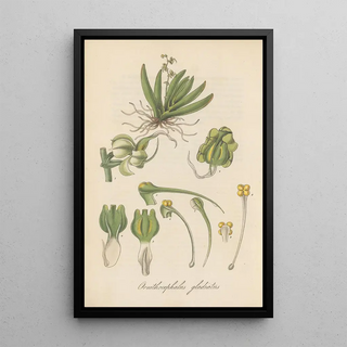 William Jackson Hooker - Ornithocephalus gladiatus.webp