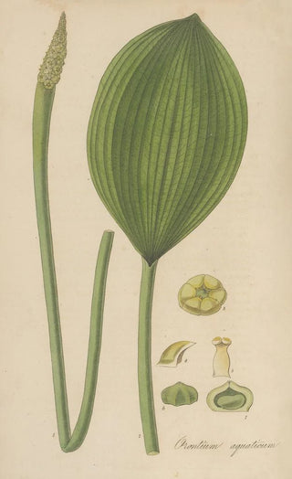 William Jackson Hooker - Orontium aquaticum.webp