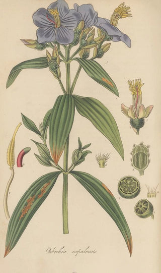 William Jackson Hooker - Osbeckia nepalensis.webp