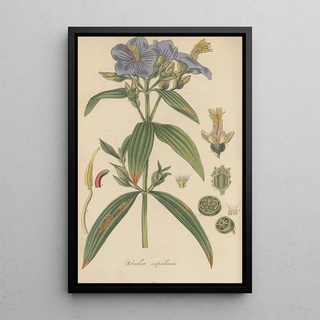 William Jackson Hooker - Osbeckia nepalensis.webp