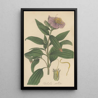 William Jackson Hooker - Osbeckia stellata.webp