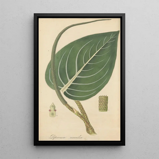 William Jackson Hooker - Peperomia maculosa.webp