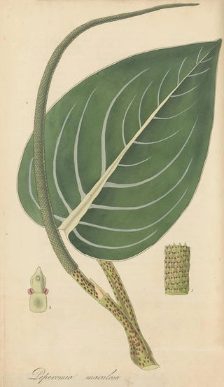 William Jackson Hooker - Peperomia maculosa.webp