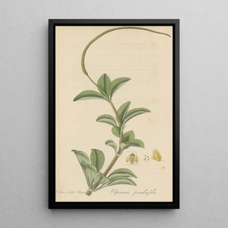 William Jackson Hooker - Peperomia pereskiaefolia.webp