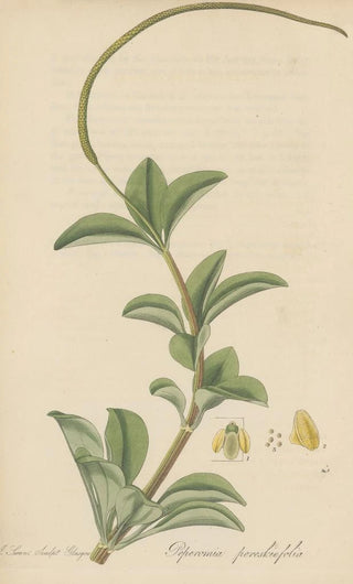 William Jackson Hooker - Peperomia pereskiaefolia.webp