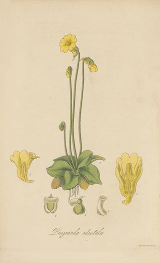 William Jackson Hooker - Pinguicula edentula.webp
