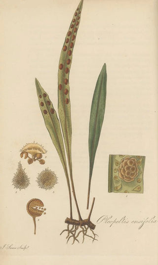 William Jackson Hooker - Pleopeltis ensifolia.webp