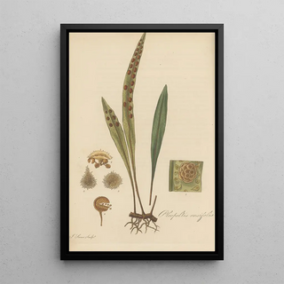 William Jackson Hooker - Pleopeltis ensifolia.webp