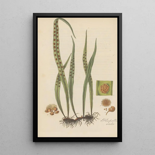 William Jackson Hooker - Pleopeltis nuda.webp