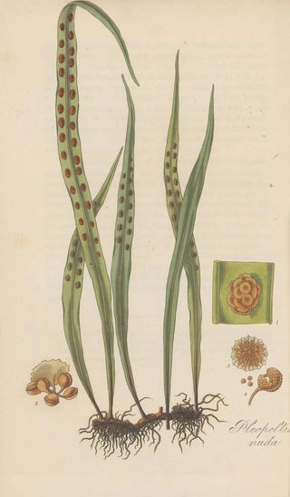 William Jackson Hooker - Pleopeltis nuda.webp