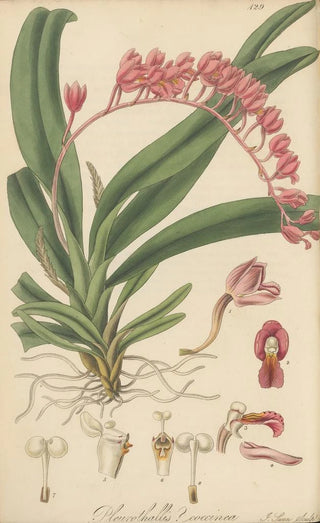 William Jackson Hooker - Pleurothallis coccinea.webp