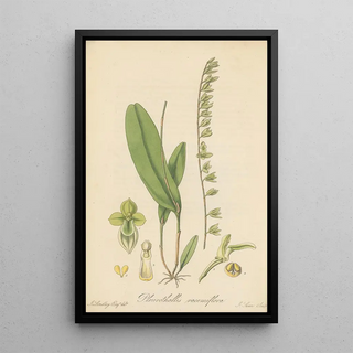 William Jackson Hooker - Pleurothallis racemiflora.webp