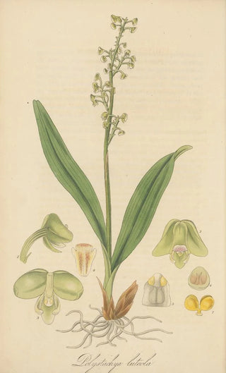 William Jackson Hooker - Polystachia luteola.webp