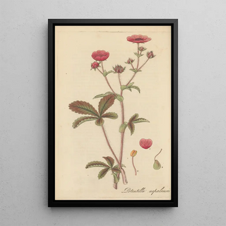 William Jackson Hooker - Potentilla nepalensis.webp