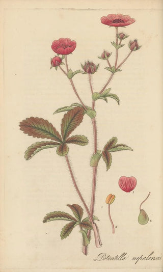 William Jackson Hooker - Potentilla nepalensis.webp