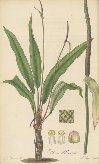 William Jackson Hooker - Pothos Harrisii.webp